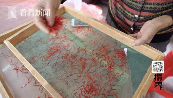 上海崇明产的藏红花花丝