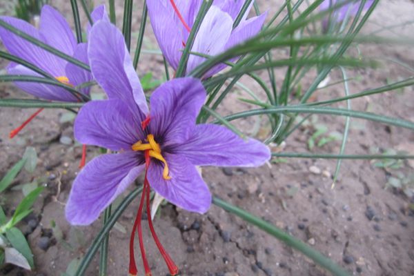 藏红花是番红花属植物