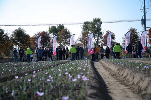 藏红花采摘活动现场