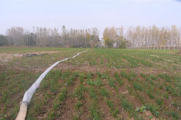 灌溉藏红花田