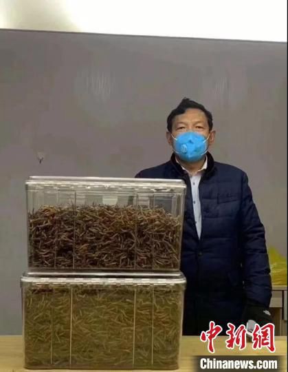 青海玉树藏族自治州经营者募集捐赠的冬虫夏草