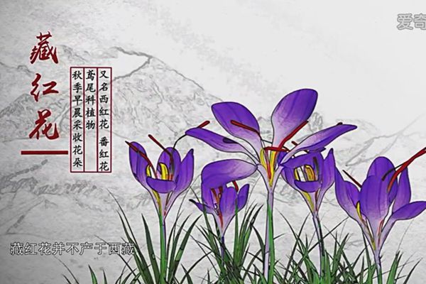 纪录片《本草中国》讲述草红花和藏红花的区别