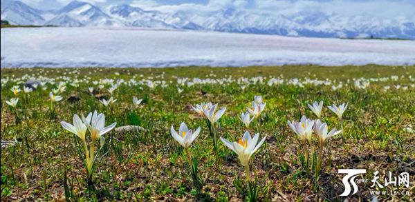新疆的白色番红花