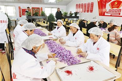 上海奉贤四团镇五四村试水网络平台直播 让传统的藏红花产出了新经济