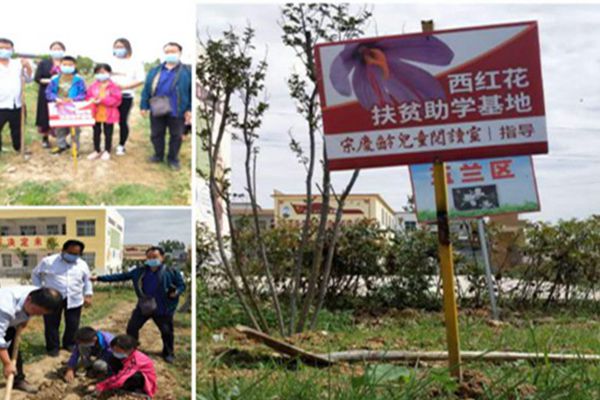 上海宋庆龄基金领导与贫困生一起收获西红花