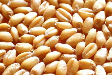 世界小麦价格降到两年半来最低点