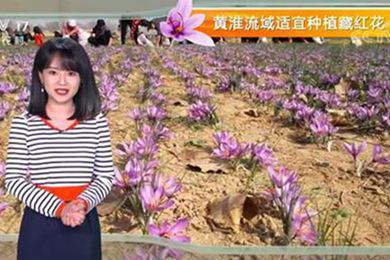 藏红花成为河南永城市龙岗镇的“致富花”