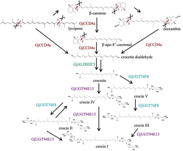 栀子活性成分西红花苷的生物合成途径