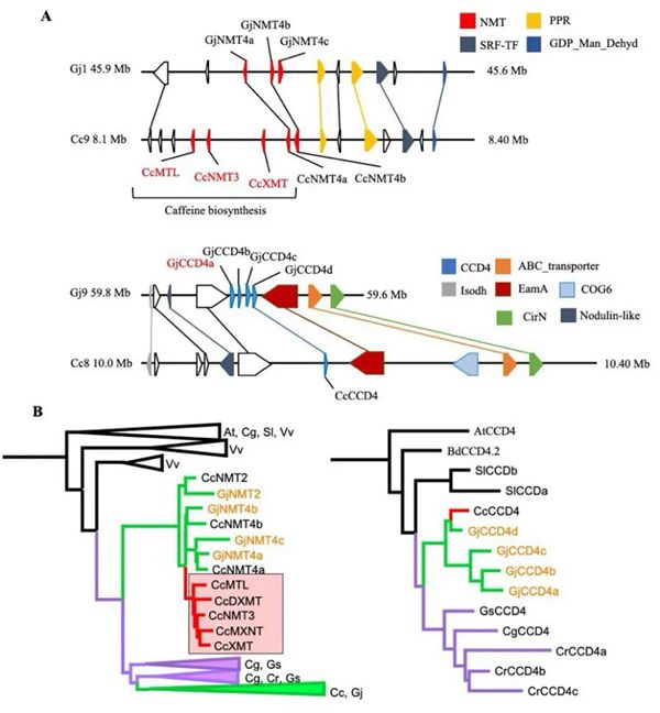 物种特异的串联复制导致西红花苷和咖啡因生物合成的趋异进化