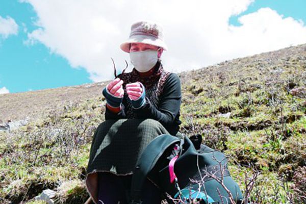 一位藏族姑娘展示来之不易的虫草