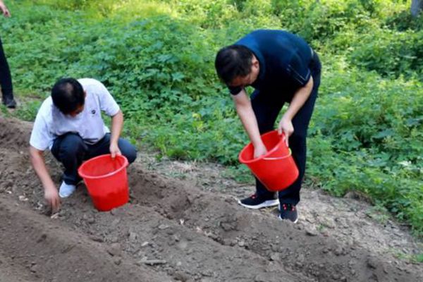 西红花种植