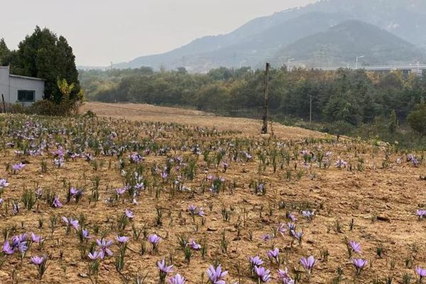 青岛首个藏红花基地迎来丰收