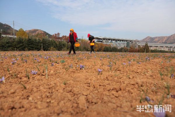 社区居民正在采摘藏红花