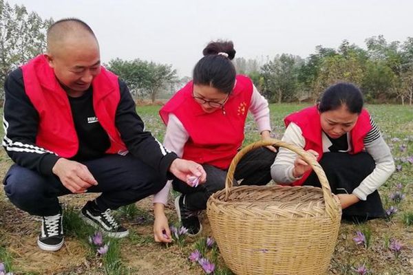 志愿者田间采摘藏红花