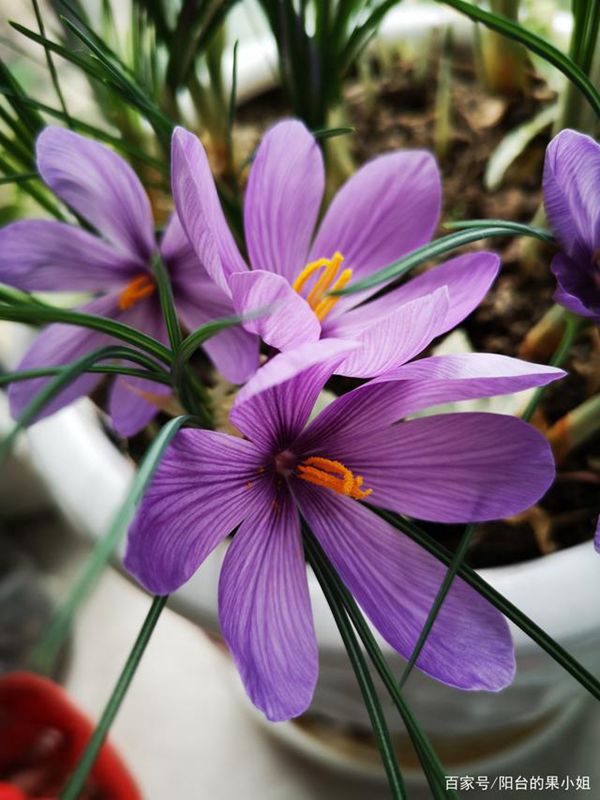 满盆的紫色藏红花