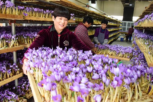 浙江建德西红花开