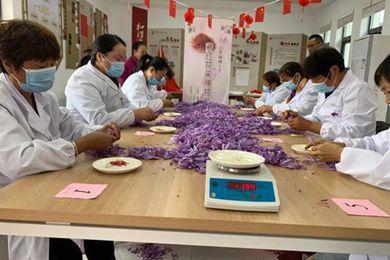 喜迎花博会 爱在幸福里 上海崇明庙镇村企工会联合会举行藏红花采摘技能比武
