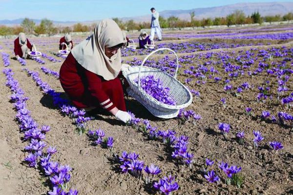 藏红花在阿富汗象征幸福与和平