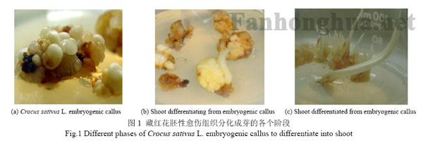 藏红花胚性愈伤组织分化成芽的各个阶段