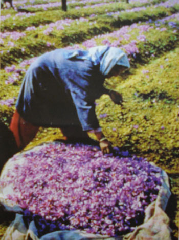 克什米尔藏红花