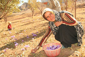 东伊朗灿烂盛放的藏红花