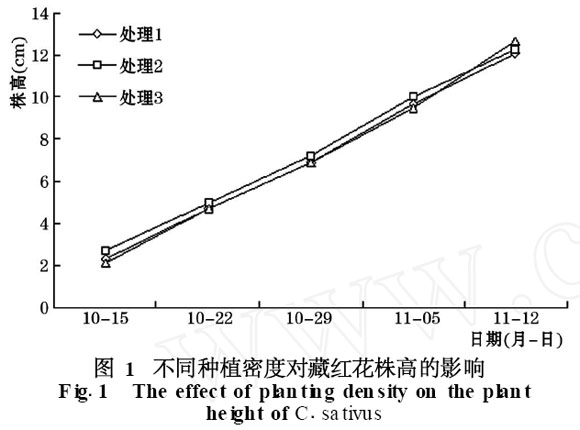 图1 不同种植密度对藏红花株高的影响