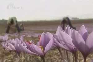 山西卫视：价格飙升 西班牙兴起藏红花种植热