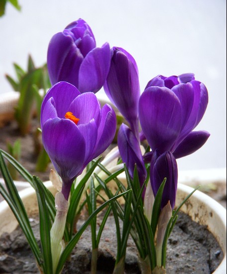紫色番红花
