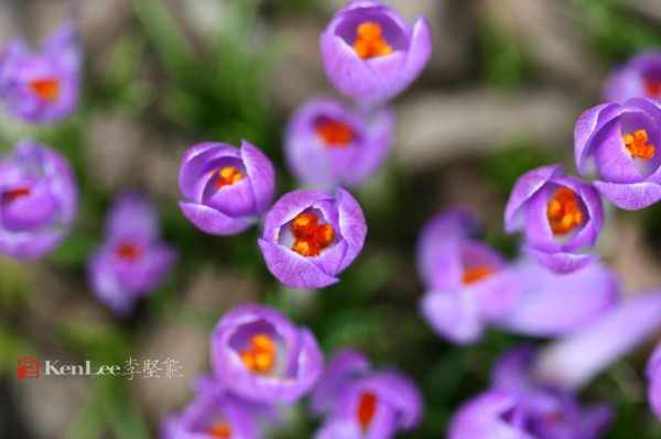 李坚能的影像人生：春天的喜悦–番红花