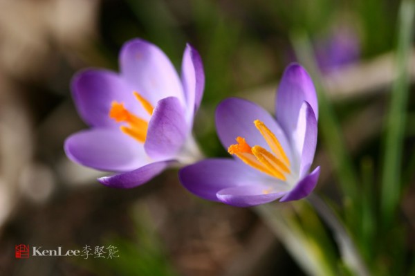 李坚能的影像人生：春天的喜悦–番红花