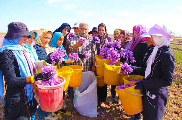 伊朗花农展示刚采摘的藏红花