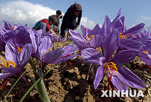 克什米尔农夫在斯利那加郊区采摘藏红花