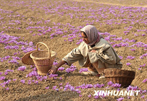印控克什米尔农民收获藏红花
