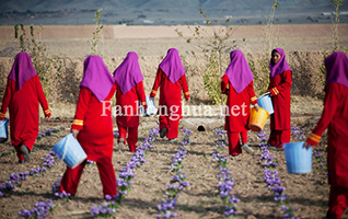 2010年11月9日阿富汗花农采摘藏红花