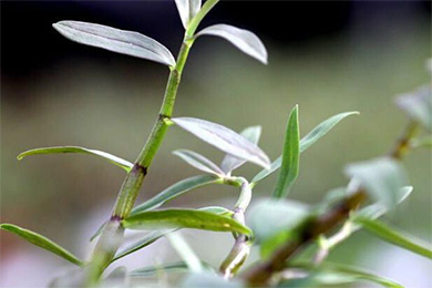 铁皮石斛种植主要虫害防治技术