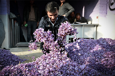 伊朗民众收获藏红花 色彩动人场景唯美