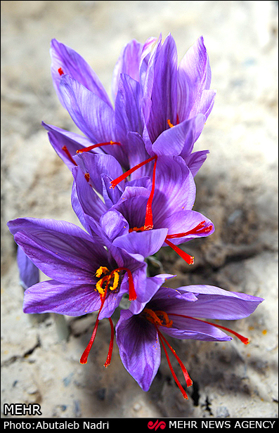 伊朗藏红花鲜花图片