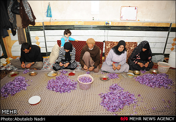 伊朗一家正在剥取藏红花花丝