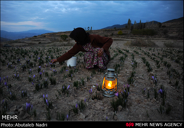 伊朗妇女采摘藏红花