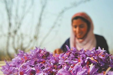 印控克什米尔首府斯利那加花农采摘藏红花