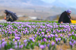 伊朗北部戈勒斯坦省花农采摘收获藏红花