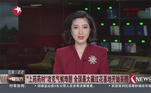 上海藏红花种植基地开始藏红花采摘 视频截图