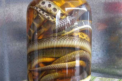 石斛乌蛇酒的制作方法和功效