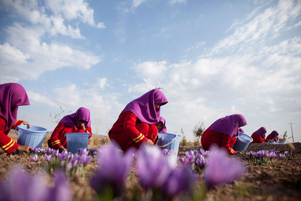 阿富汗花农采摘藏红花
