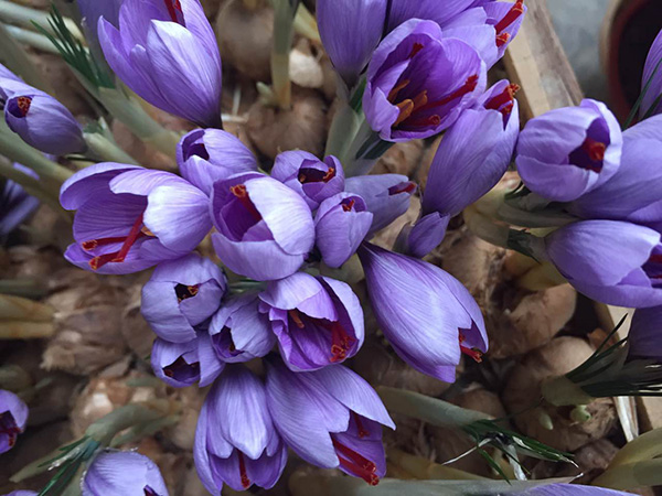 建德市三都西红花专业合作社花房