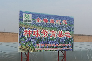 澄城县智融藏红花种植农民专业合作社