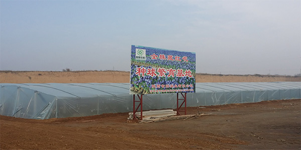 澄城县智融藏红花种植农民专业合作社藏红花种植基地