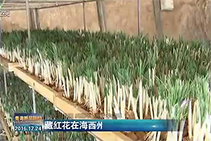 青海省海西州实现藏红花规模化种植