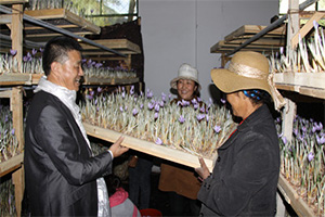 西藏网信办批驳“西藏不产藏红花”为虚假报道
