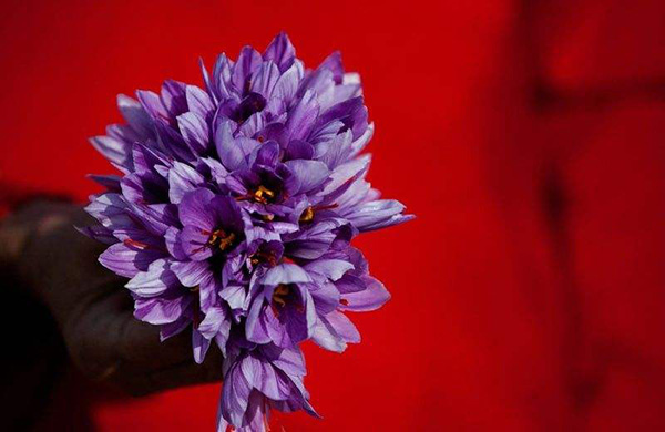 阿富汗巴米扬省花农手捧刚刚采摘的藏红花